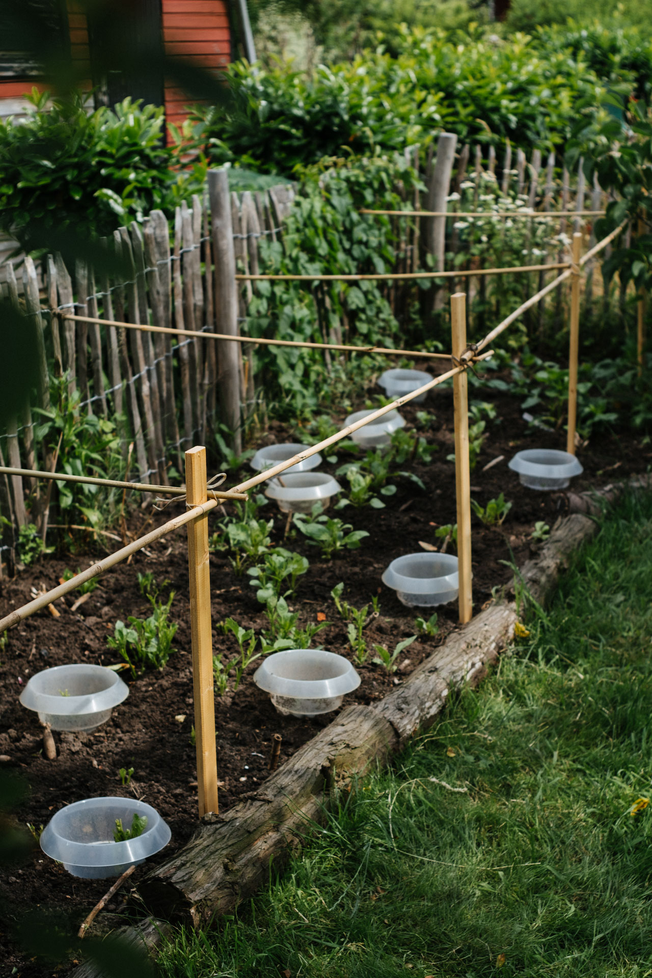 Dahlien richtig stützen - ein Gerüst mit Bambus bauen - Aus dem Garten